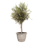 amiga rond 55cm mushroom beige